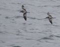 Buller's Shearwater